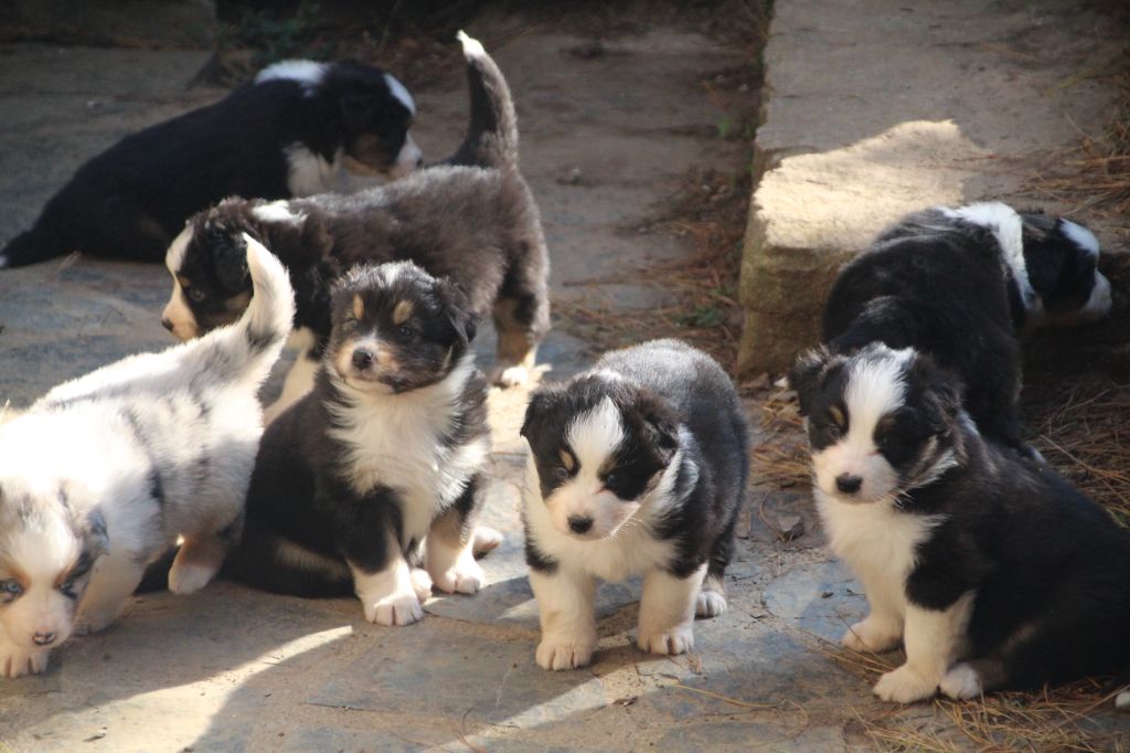 chiot Berger Australien des Bergers du Vieux Chêne