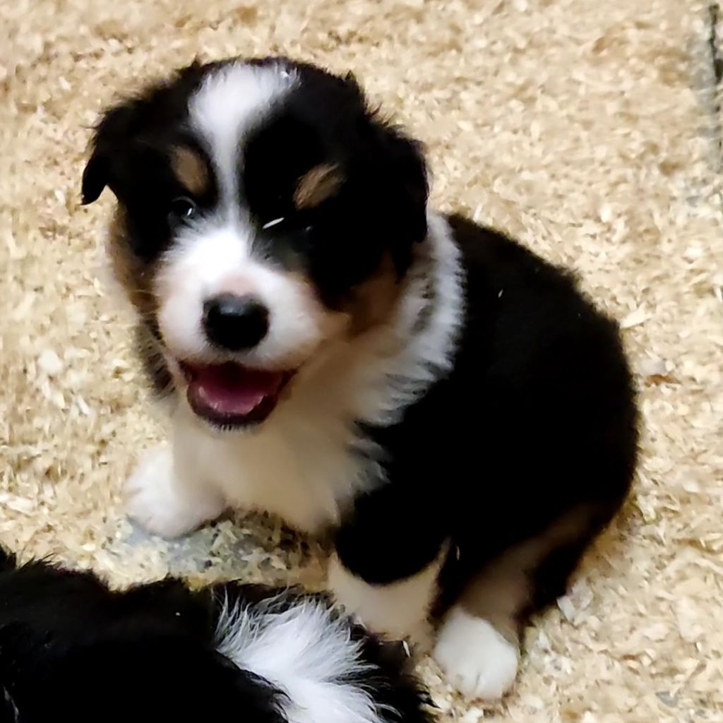 des Bergers du Vieux Chêne - Berger Australien - Portée née le 26/03/2022
